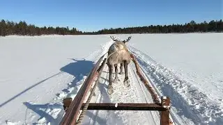 Reindeer sledding!
