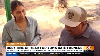 Yuma Date Farms Enter Harvest Season