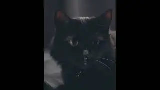 89773519161 - Парфюмерная вода для женщин Mur Mur Noir #топ #rek #faberlic #парфюм #обзор #video