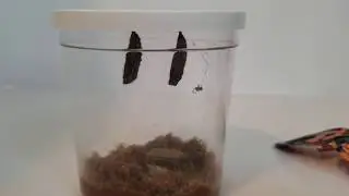 Caterpillars in the Pupa Stage 5-12-2020
