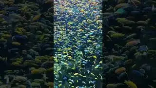 How many Mbuna Malawi cichlids do you have in your aquarium  #cichlid #chongqing   #malawi #mbuna