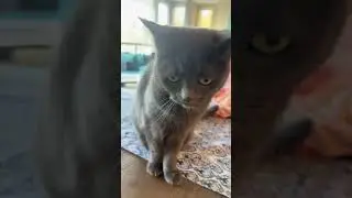 Don&rsquo;t mind my house&mdash; 😭 | #cat #cute #foryou #funny #catlover