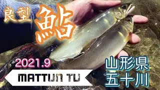 【鮎釣り】小規模河川でも良型鮎釣れちゃう！？〜五十川編〜