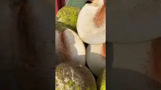 #breadfruit#healthy#fresh#shorts#caribbean#westindies#love#life#outside#vegan#Vegetarian￼#europe#me￼