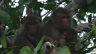 Rhesus Macaques (Macaca mulatta) in the Sundarbans, Bangladesh
