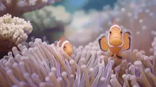 The Ultimate 4K Aquarium Experience | Mesmerizing Jellyfish, Colorful Corals & Rare Ocean Creatures