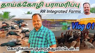 பண்ணையின் சொத்துக்கள் தாய்க்கோழிகள் தான் |தாய்க்கோழிகள் வளர்ப்பு | RR Integrated Farms | #vlog01