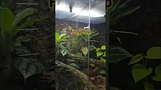 Frog Hopping #dartfrog #terrarium #frog #amphibians #wildlife #poisonanimal #froglet #nature