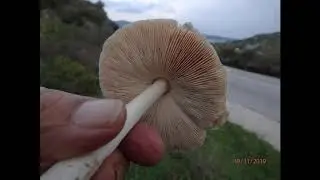 Volvopluteus gloiocephalus,sheath mushroom,rose-gilled grisette,or stubble rosegill Greece