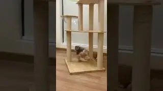 😂 FUNNIEST CAT VIDEOS OF August 2024