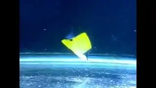 Long Nose Butterflyfish (Forcipiger flavissimus)Eating at happycoral.com