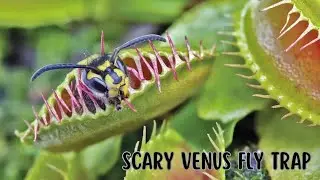 10 Interesting Facts about The Venus Fly Trap