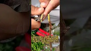 Grapevine grafting technique | Easy grafting techniques #grape #bushcraft #nature