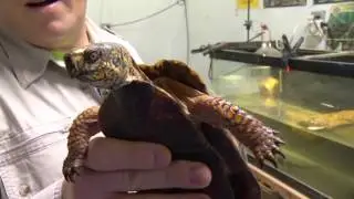 Forgotten Friend Reptile Sanctuary's Super Green Turtle Machine
