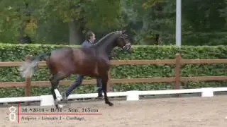 38 Hengst v  Amp&egrave;re   Lorentin I