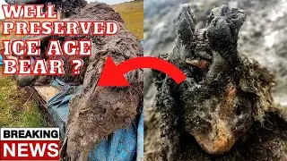 Ice Age Cave Bear Carcass Found By Reindeer Herders In Russia !