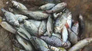 fish man karate king legacy v2🐟🐠🐟