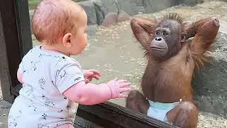 Funny Babies At The Zoo: Babies Meet Professionally Trained Comedians - Best Of 2025, Baby Reactions