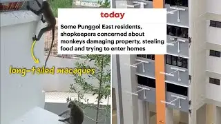 How to monkey-proof your home