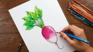 80 Different Kinds of Vegetables Drawing | Easy Guide So easy drawing and beautiful | Shalgam draws