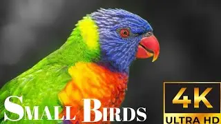 Amazing 8K Video of Beautiful Birds || Colorful Birds in Nature🕊️🦜