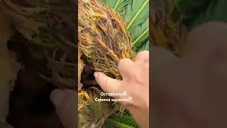 как размножить #цикас? #саженцыпальм в #сочи #питомник #сувениризсочи #сад