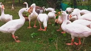 Living in Harmony with Nature - Natural Animal Farming 🦢🦆🌿