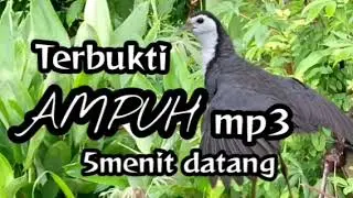 Suara pikat burung ruak ruak// untuk pikat ruak ruak Ampuh 
