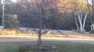 Fall Deer Sightings Cedaroma Lodge, Vilas County