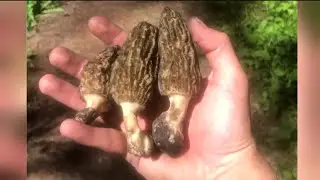 Morel mushroom permits not needed for 2020 season