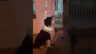 light up dog collar light for night time walking glow in the dark dog leash reachargeable waterproof