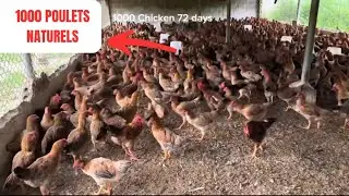 Comment &eacute;lever 1000 poulets naturellement en 3 mois sans de gros moyens.