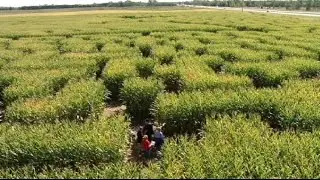 Come get lost in Minnesota&rsquo;s largest corn maze