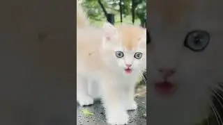 alinity throwing cat 🐈😺 #cat #shorts