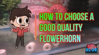 How to choose good quality Flowerhorn Fry