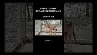 Animales extintos que ya no podr&aacute;s ver #extinci&oacute;n