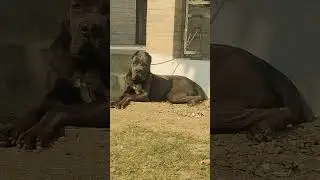 cane corso female puppy only 8 months old best in india#dogbreeds #canecorso #viralvideo #1million