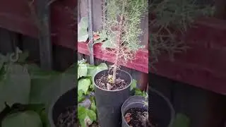 🍋🌲 Porque el cipr&eacute;s lim&oacute;n se seca | Cuidados r&aacute;pidos del pino gold #shorts