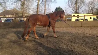 How to Tack Up for Lunging (Roller & Side Reins)