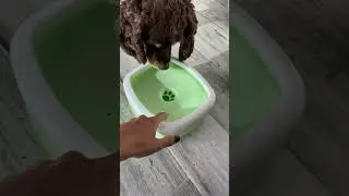 No Spill Pet Water Bowl for Messy Drinkers