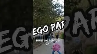 Hunting Persian Cat #travel #beautifuliran #tehranpark #familytime