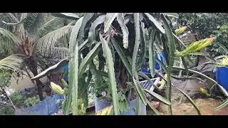 Shad krishi 5 jun 2025 update