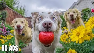 12 HOURS Dog Music 🐶 Soft Anti Anxiety Music for Calm, Relax Dogs & Music for Dogs 💖No Ads