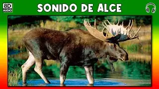SONIDO DE ALCE 🦌