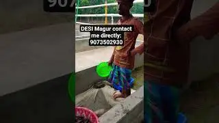 100-110 Line Desi Magur available #catfishing #fish #fishingvideo #diamondmatsyahatchery #aquarium