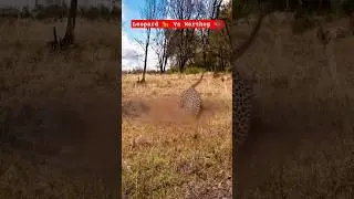 Wildlife : Leopard 🐆 Vs Wild Boar 🐗 : Leopard in Wild Boar burrow #wildlife #animals #leopard