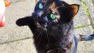 Owner Hates &ldquo;Gifts&rdquo; Cat Brings Him&mdash; So Cat Brings Something More Thoughtful Instead