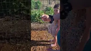 Bird emergency 🚨