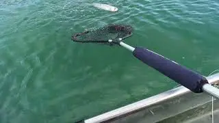Сессия с осьминогом 🐙 25 ноября в Румилли