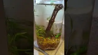 Freshwater planted #ecosphere jar #aquarium on my bathroom counter! #bladdersnail #snails